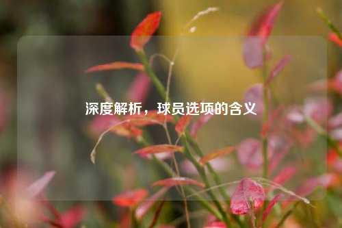 深度解析,球员选项的含义