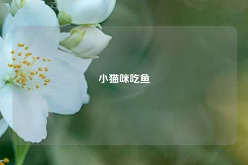 小猫咪吃鱼