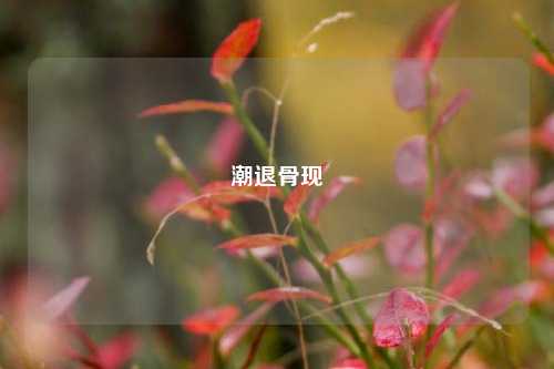 潮退骨现