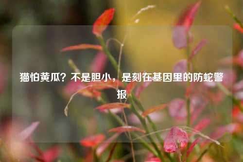 猫怕黄瓜？不是胆小，是刻在基因里的防蛇警报