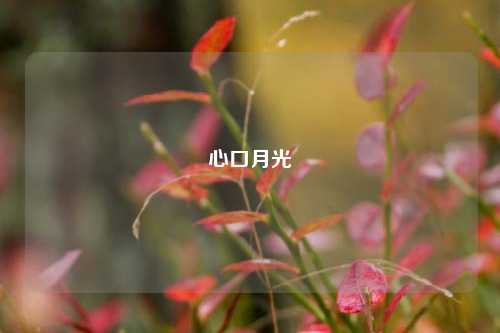 心口月光